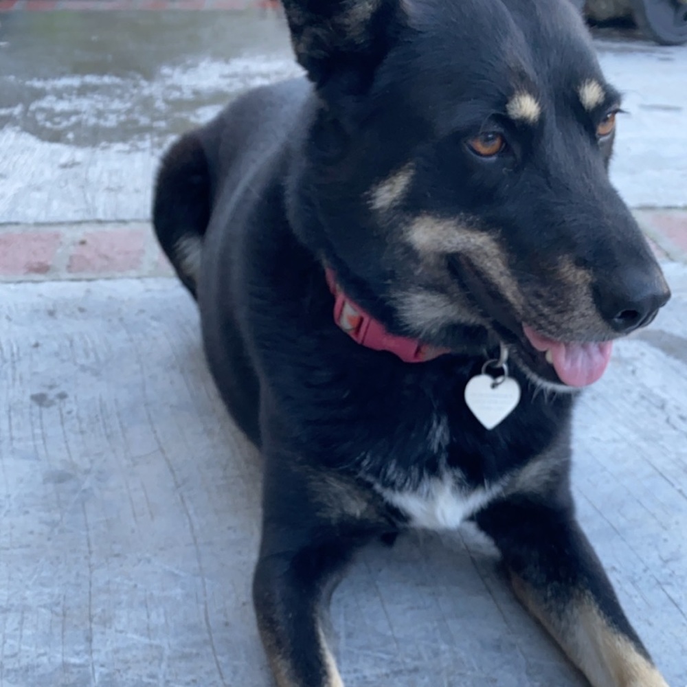 Meet your Posher, Alexus